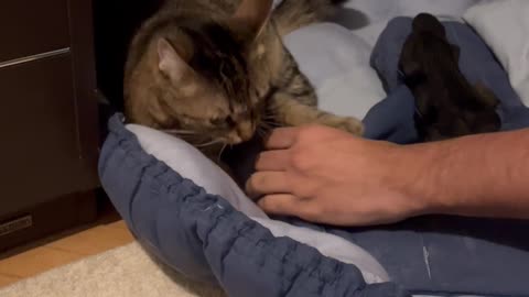 Jealous Cat Swats At Hands