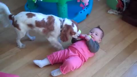 Dog vs Baby - Tug of War