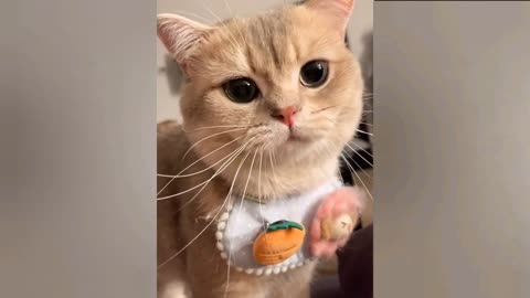 video lucu kucing dan anjing 2022