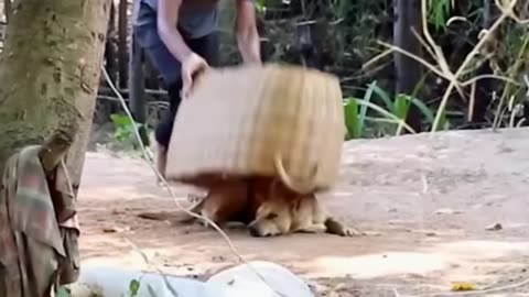 Troll Prank Dog Funny & Fake Lion and Fake to Dog Funny videosTiger frank