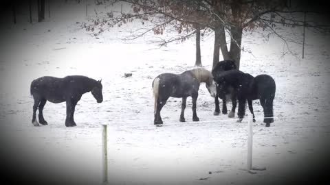 Silly gelding horses playing mouth tag