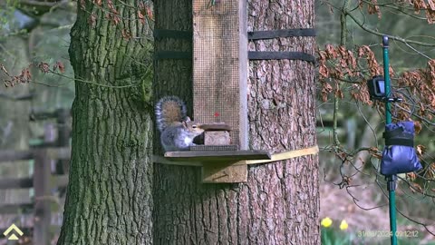 Grey Squirrel shooting With The BRK Ghost