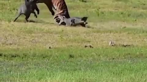 Tiger Tryies To Take Down A Boar While A Mugger Crocodile Tries To Eat Them Both!