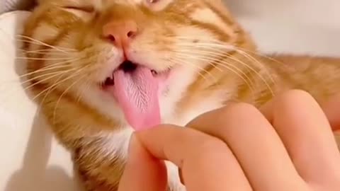 "Tongue-Tastic: Exploring the Length of My Cat's Adorable Tongue!"