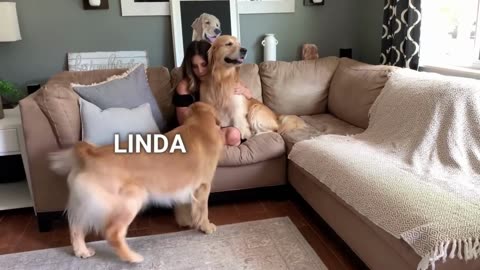 Golden Retriever Meets New Tiny Kitten for the First Time!