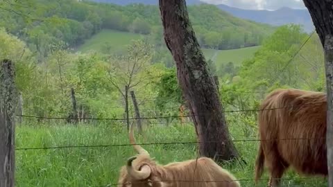 Highland Coos🐂