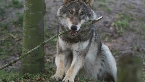 Wolf Animal Wildlife Nature beautiful😍💓 video