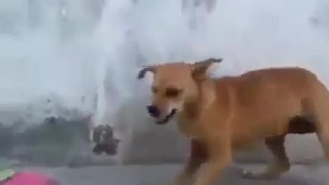 Dog vs chicken fight