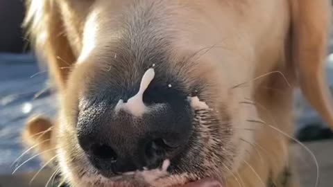 Golden Retriever Loves Puppuccino