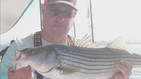 Striped bass