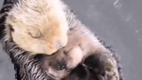 Sea Otter Babys