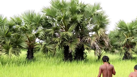 Making The Most Beautiful Shoes From Palm Tree By Ancient Skills