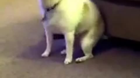 CRAZY DOG DANCING, VERY FUNNY