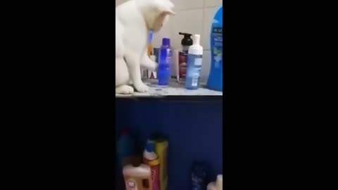 THESE CATS WILL BLOW YOUR MIND🤯🤯🤯 🙀🙀🙀 CATS CRAZY MOMENTS🥵💯