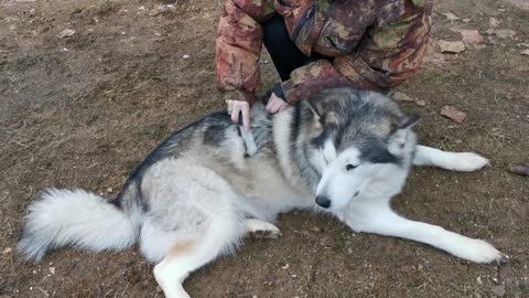 Person Combing A Siberian Husky