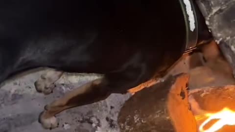 Dog Wants to Be Close to Fire