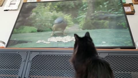 Cats Watching Bards on TV