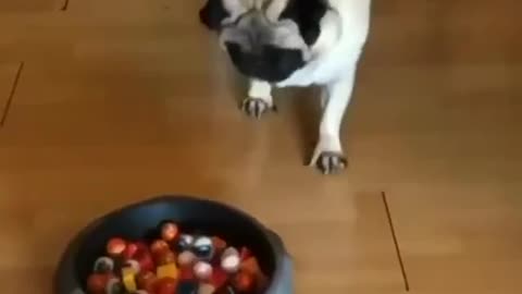 Dogs giving more trick than treat. Watch their funny reaction.