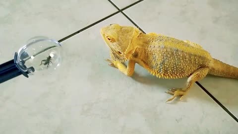 Feeding my Bearded Dragon Crickets 鬃狮蜥 喂食蟋蟀 宠物蜥蜴 | Cute Animal/Pet/lizard