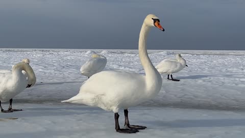 Mute swan amazing frame of fantastic bird