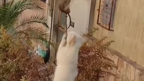 Funny animals 😄hub,funny animals club youtube, 🤣, funny animals dancing 💃😄, funny animals fighting 😄