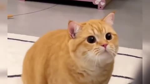 Funny cat collection, watch and laugh again