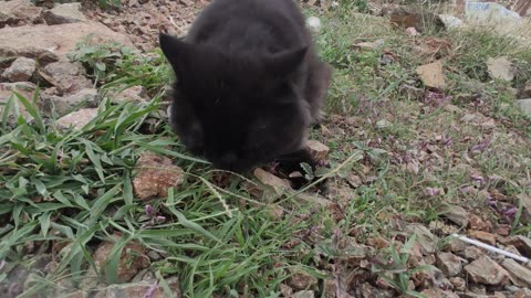 Cat are playing freely in a nside home gardan