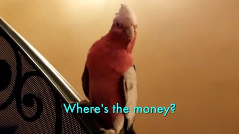 My Angry Dive Bombing Cockatoo Waits For The Right Moment To Attack!