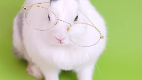 Rabbit with glasses reading a book