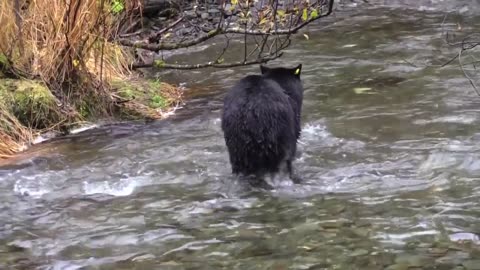 Epic Encounter: Black Bear's Thrilling Fish Chase!