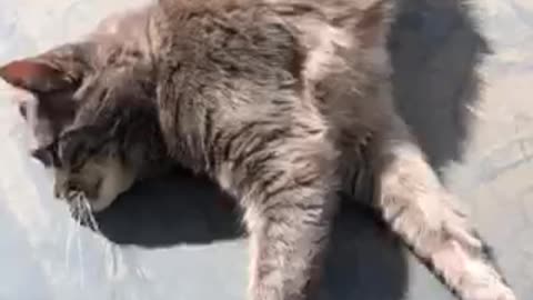 Blind Cat Loves the Sun.