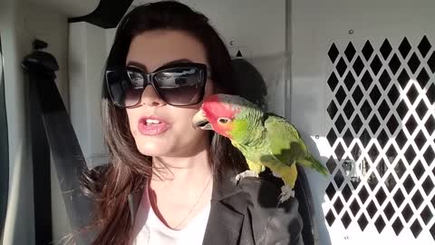 Smart And Funny Parrot Videos