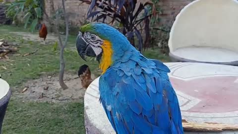 Talking 🦜 parrot greeting baby parrot