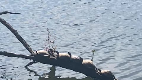 A bale of turtles getting a sun tan at a lake on a hot day