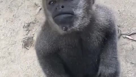 Monkey Cuteness