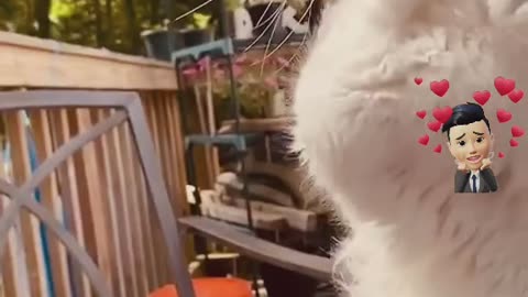 Funny Video Of Kittens Dancing To Music