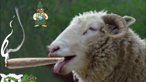 HUNGRY SHEEP DEVOUR OVER 600 POUNDS OF CANNABIS AFTER INVADING GREENHOUSE