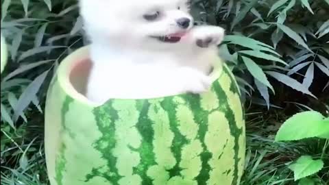 The naughty baby dog hides in the watermelon