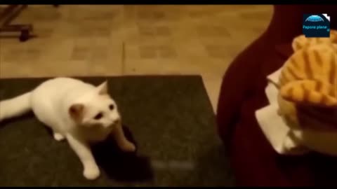 Funny animals - Funny cats _ dogs - Funny animal videos 2024