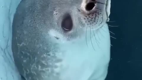 animalsbeingsilly for the cutest animal videos on the gram