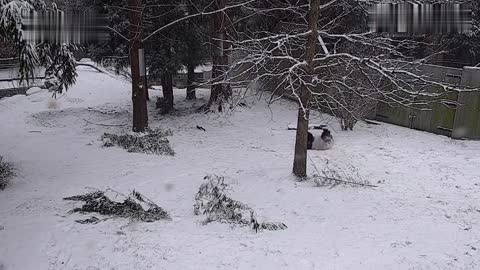 Panda With Snow