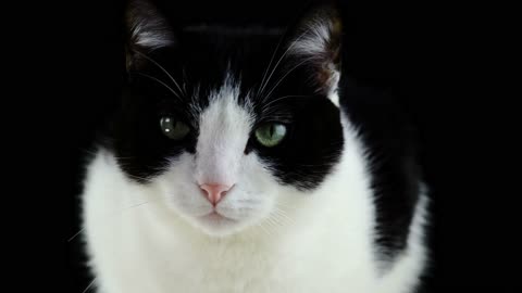 Black and white cat meowing unbelievably cute