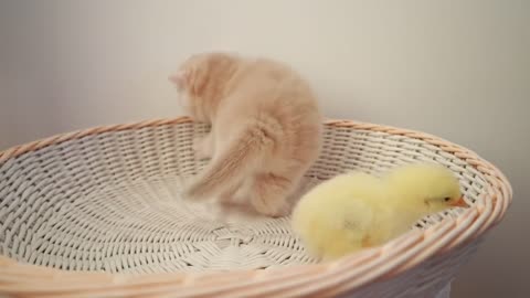 Kittens walk with a tiny chicken