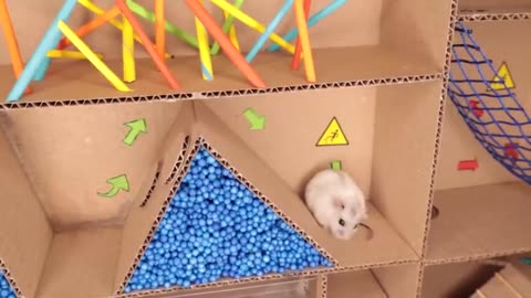 Hamster pets but with Traps in maze