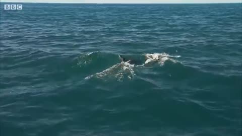 Dolphin Attempts to Kidnap Other Dolphin's Calf - BBC Earth_Cut