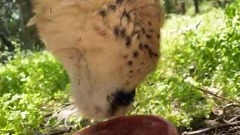 Cheetah female Lesedi is enjoying a nice frozen meat-sickle