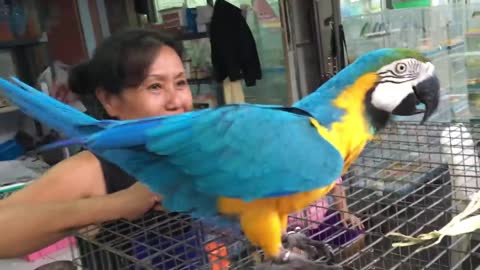 playing with funny macaw parrot