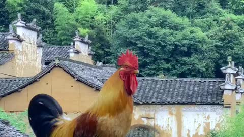 This is a lovely, majestic rooster