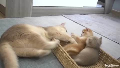 The way the mom cat show the love to her tiny daughter is very special and forceful(part 53)