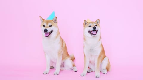 Watch these beautiful dogs with hats on their heads, it's a really cool sight